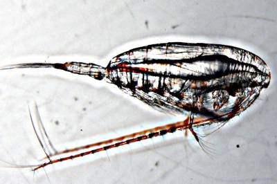 Fiskens mat vantrives med varmen