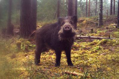 Disse dyrene vil myndighetene utrydde i Norge. Likevel er antallet stabilt