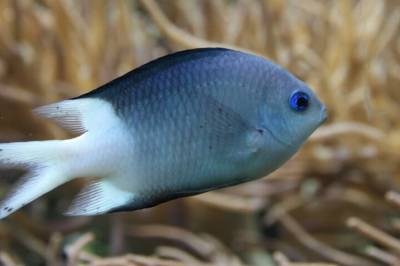 Dette kan støy fra båter gjøre med fisk: – Noe vi vet altfor lite om