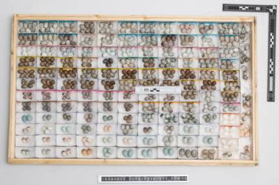 Nettverk omsatte truede fugleegg for enorme summer – nå er to tiltalt