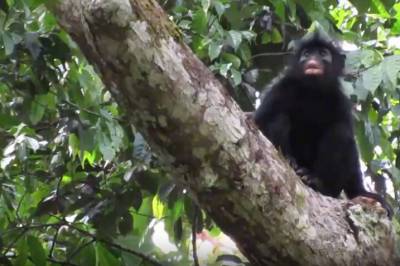 Ape med lys oransje munn er oppdaget for første gang i regnskogen i Kongo