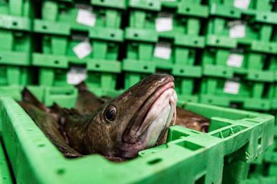 Hvordan kan norsk skrei bli billigere etter 3 000 kilometer?