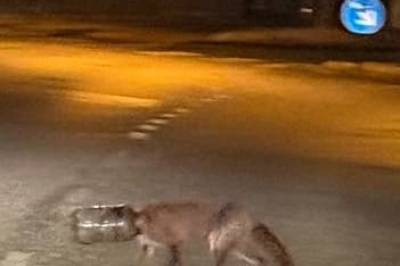 Rev med plastdunk på hodet virrer rundt i Köln