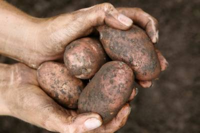 Vi har drømt om enkel tilgang på mat fra lokale bønder. Det har vist seg å være nær umulig.