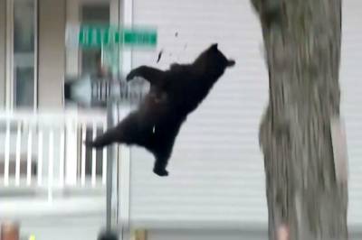 Bjørnekaos i nabolaget