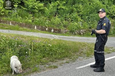 Vill kveld for politiet i Innlandet: – Vi er på vei for å rettlede en gris