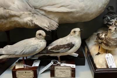 Nazistene ville ha to spesielle måker fra Naturhistorisk museum. Hva skjedde?