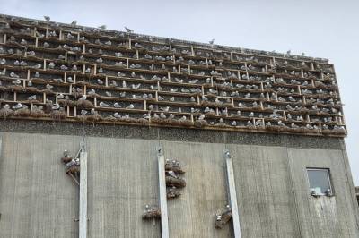 Rev reirplasser – nå kan måkene innta hus i bygda