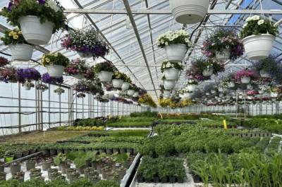 Dette kan gjere veksthus tryggare for tilsette