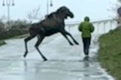 Bodø: Elgen sparker etter forbipasserende