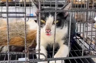 Ulovlig nettverk: Skulle slakte 400 katter