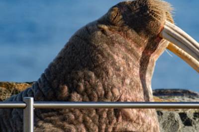 For et par uker siden kom en hvalross opp på land i nabolaget