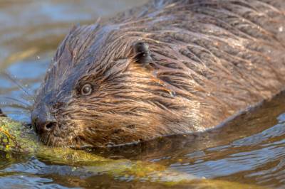 Beveren gjør mer enn å bygge hytter og demninger