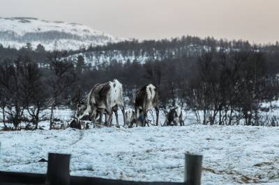 15 millioner til tiltak for sameksistens mellom reindrift og jordbruk i Nord-Østerdalen