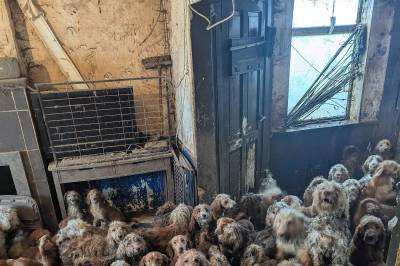 Avkrefter AI-rykter etter sjokkbilder