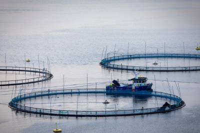 Peker ut to favoritter midt i laksestupet: – Vil være vinneren