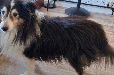 Ble nektet inngang på konsert og kastet hund på sjøen