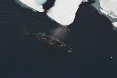 Grønlandshvaler kopierer paringssang fra storkobbe