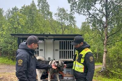 Forbereder felling av bjørn som angrep mann i Finnmark