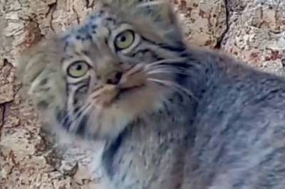 Sjelden katt fanget på kamera