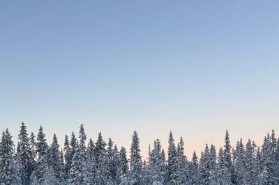 Se fellesstarten i hundekjøring på Synnfjell