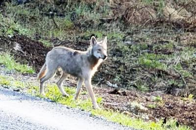Ulven er felt: – Gikk helt etter boka