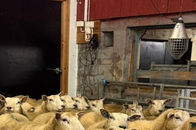 Her står sauene i kø for ultralyd