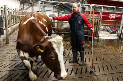 Bønder tar i bruk KI: Kan avdekka sjukdom hos kua tidlegare