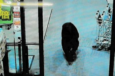 Setter inn soldater mot bjørner