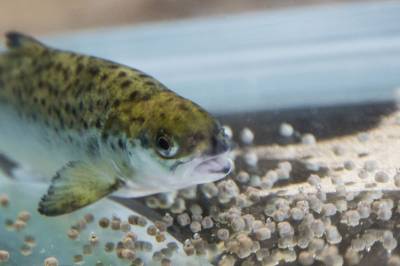 Ny metode kan gi friskere laks og mindre sink i miljøet