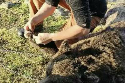 Krever et halvt års fengsel