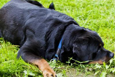 Forskere med nye funn om ukjent hundesykdom