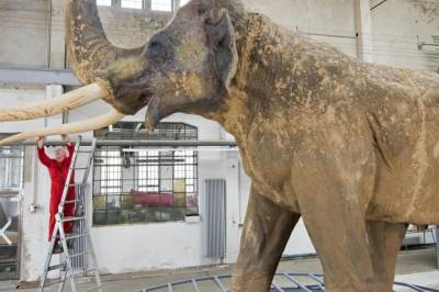 Slik jaktet neandertalerne på den utdødde kjempen