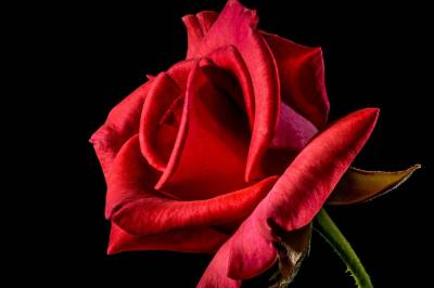 Rosen uten torner