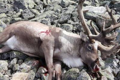 Denne sykdommen er fortsatt en alvorlig helsetrussel for hjortedyr