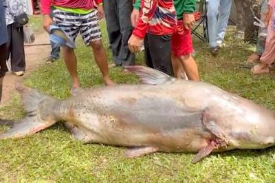 Fikk gigantisk fisk i garnet