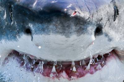 Hva slags farlig hai er dette?