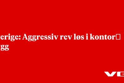 Sverige: Aggressiv rev løs i kontor­bygg