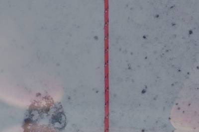 Hadde sex med flere hunder