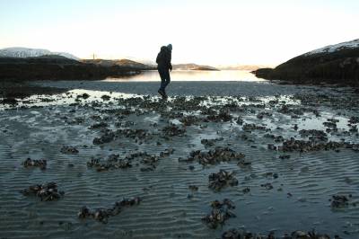 Lang fjæreferd mot vår