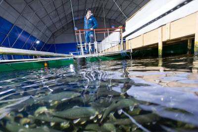 Utrolig om dødelighet i oppdrett
