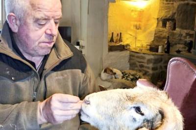 - Blitt et kjæledyr for oss