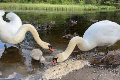 Familieidyll på Angeltveitvatnet: Svanehjelpen advarer