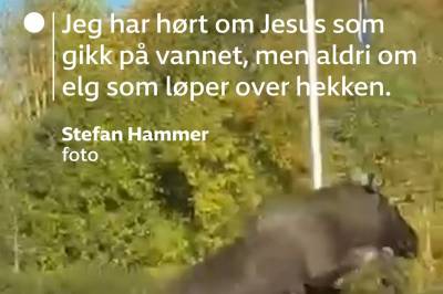 Glem Karsten Warholm - se elgen hekkeløpe i Kongsvinger