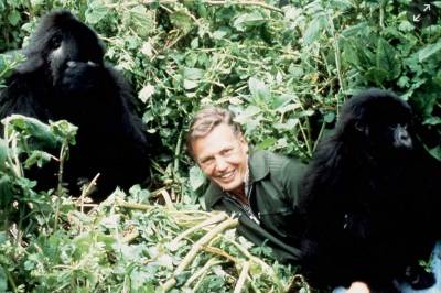Attenborough fyller 100
