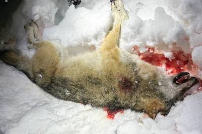 Påstått «jegermafia» må møte i retten: – Største saken i sitt slag