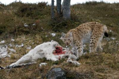 Rovdyr er ikke den eneste grunnen til at rein går tapt