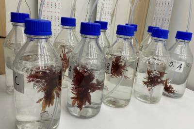 Rødalge kan dyrkes i utslippsvann fra oppdrettsanlegg. Nå kan den bli miljøvennlig laksefor