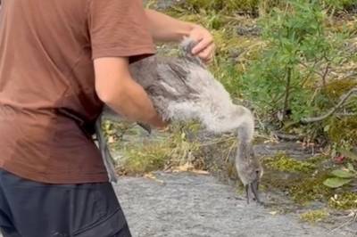 Her sitter svaneungen fast i fiskesnøre