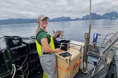 Nå er det krabbekappløp i nord